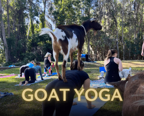 Goat Yoga